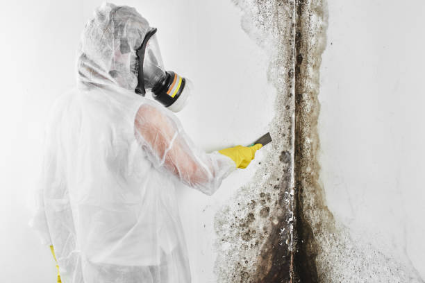 Best Same-Day Mold Removal  in Mason, TX