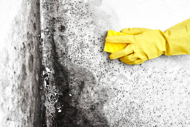 Best Mold Removal Company Near Me  in Mason, TX