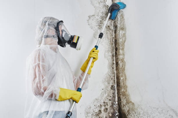 Best Fast Mold Removal  in Mason, TX