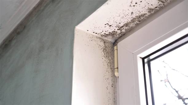 Best Crawl Space Mold Removal  in Mason, TX