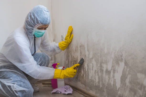 Best Mold Removal and Inspection  in Mason, TX