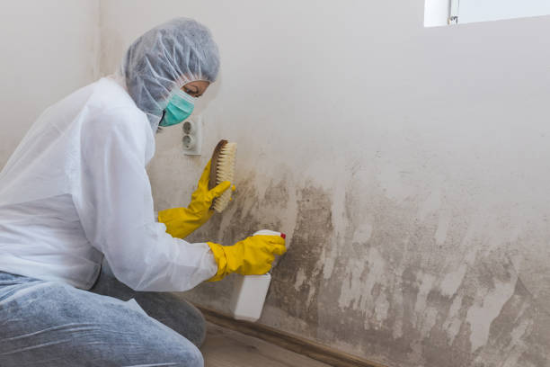 Best Local Mold Removal Service  in Mason, TX