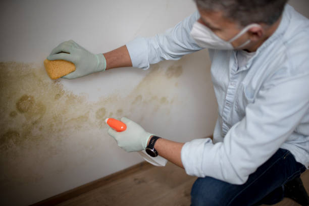 Office Mold Removal Services in Mason, TX