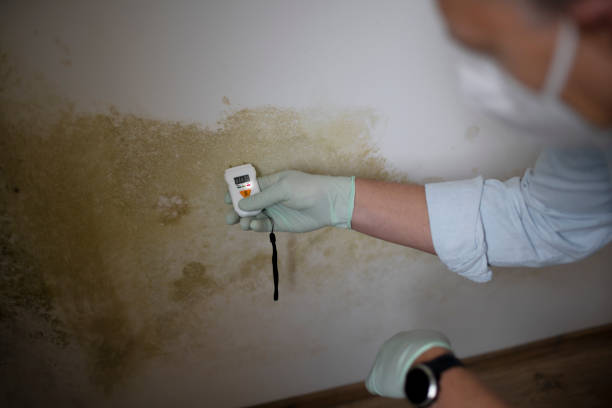 Best Fast Mold Removal  in Mason, TX
