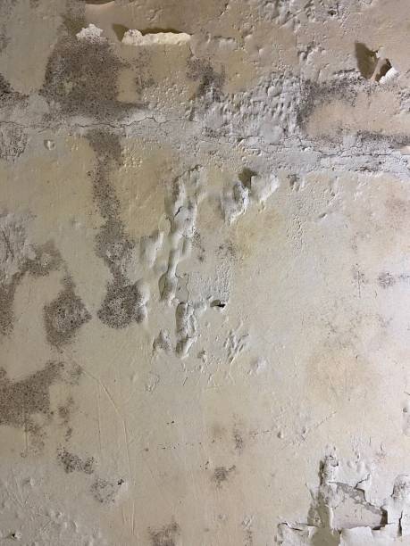 Best Mold Damage Repair  in Mason, TX