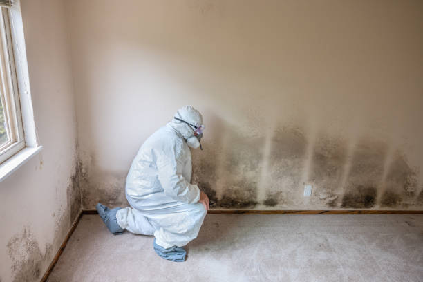 Best Mold Remediation Services  in Mason, TX