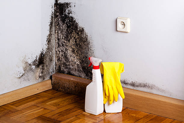 Best Home Mold Removal  in Mason, TX